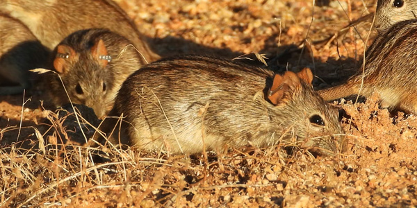 African striped mice in the Karoo semi-desert. Courtesy Carsten Schradin